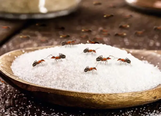 Ants gathered on spilled sugar in a kitchen