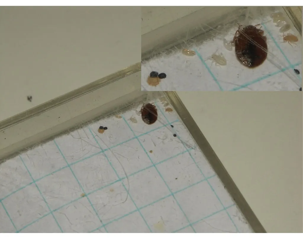 Adult bed bug with pale nymphs and white eggs on a mattress edge
