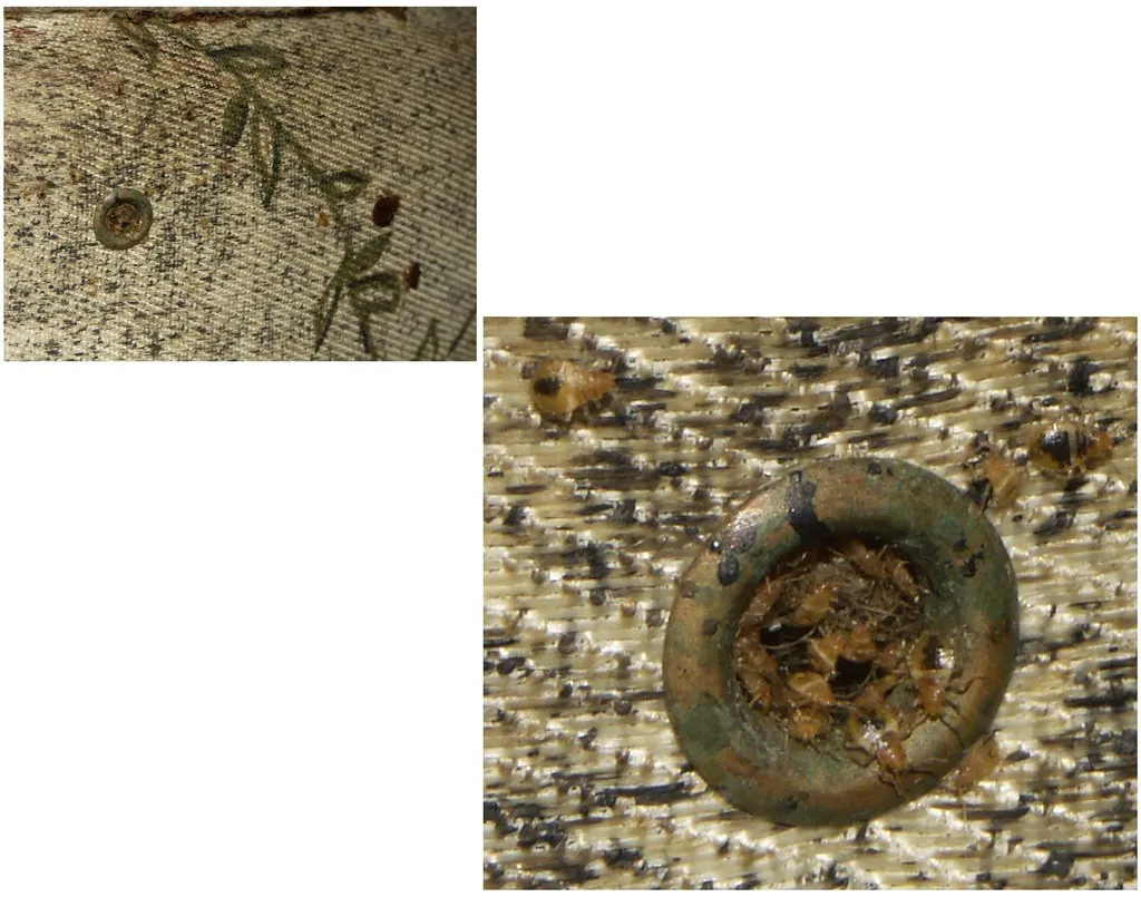 Bed bug nymphs and droppings around a button on a box spring