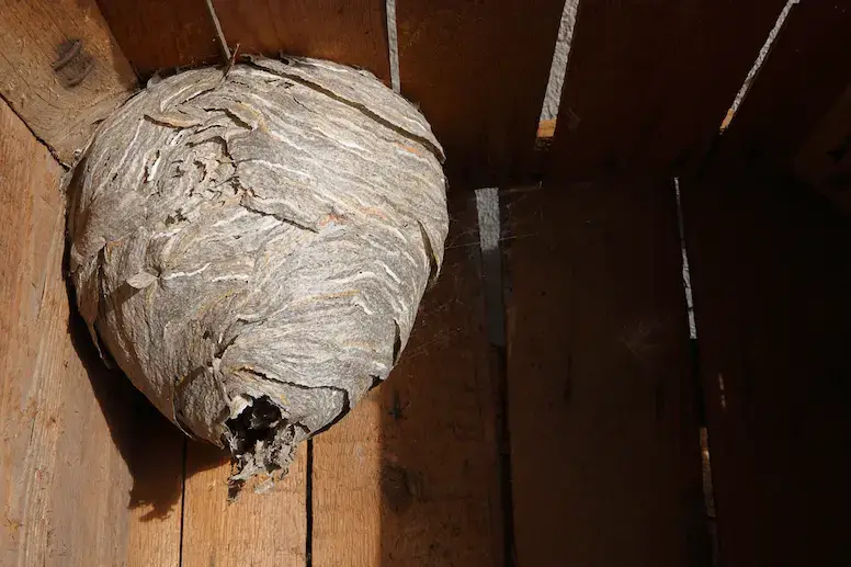 Large wasp nest in late summer