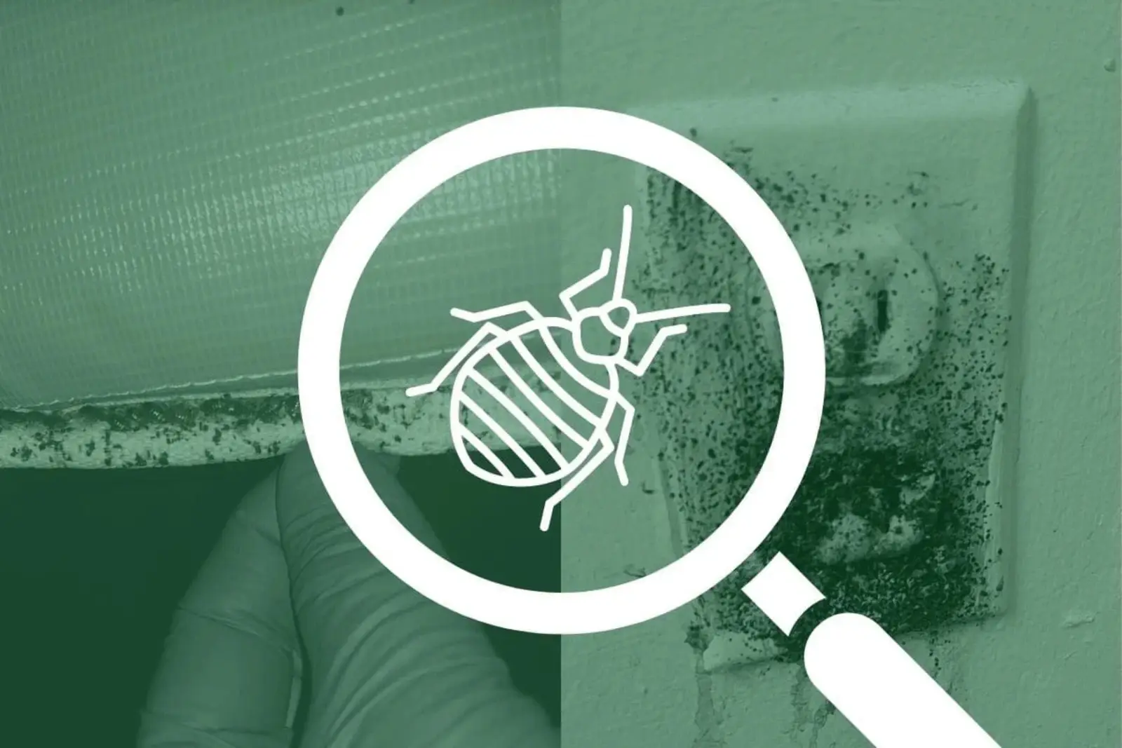 Checking a mattress seam for bed bugs