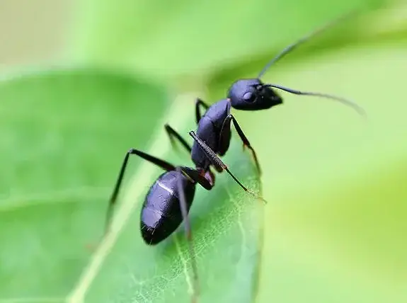 Black garden ant close-up