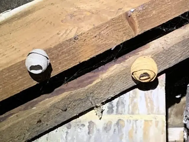 Small grey wasp nest in early spring
