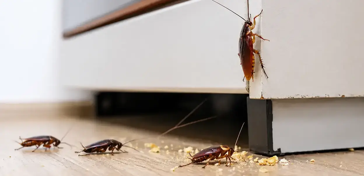 Cockroach on a kitchen worktop