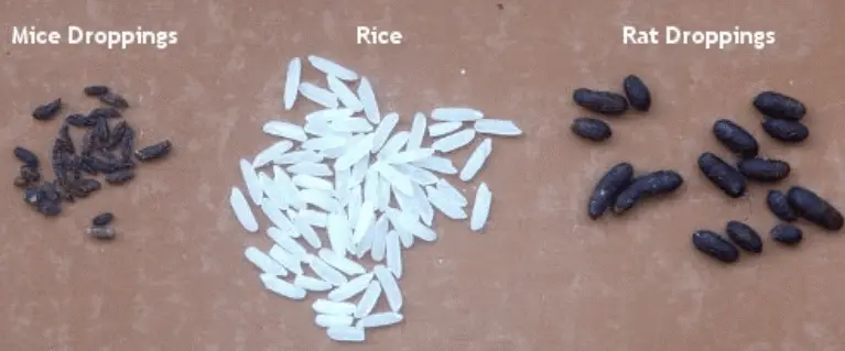 Mouse and rat droppings compared with grains of rice