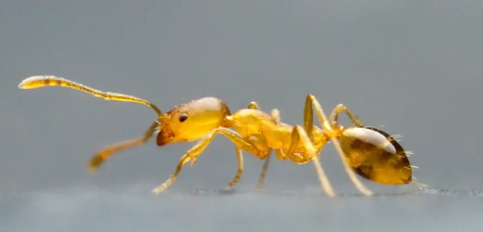 Pale yellow pharaoh ant close-up