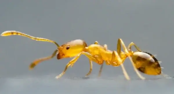 Pharaoh ants on a surface