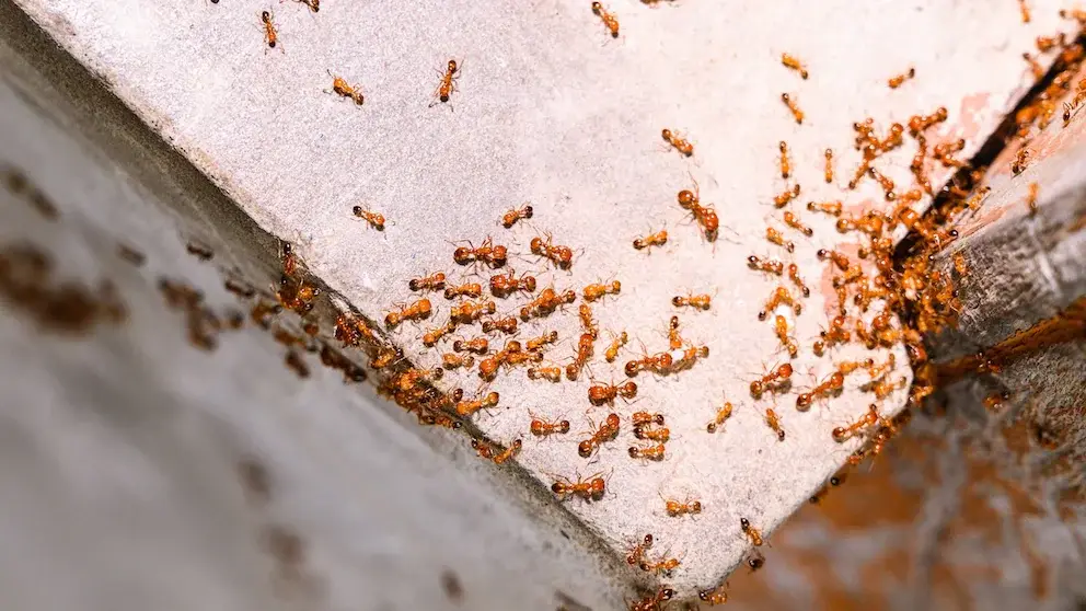 Pharaoh ant nest with workers and brood