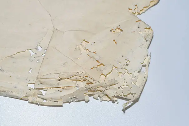 silverfish infested-paper evidence of damage on vinyl envelopes
