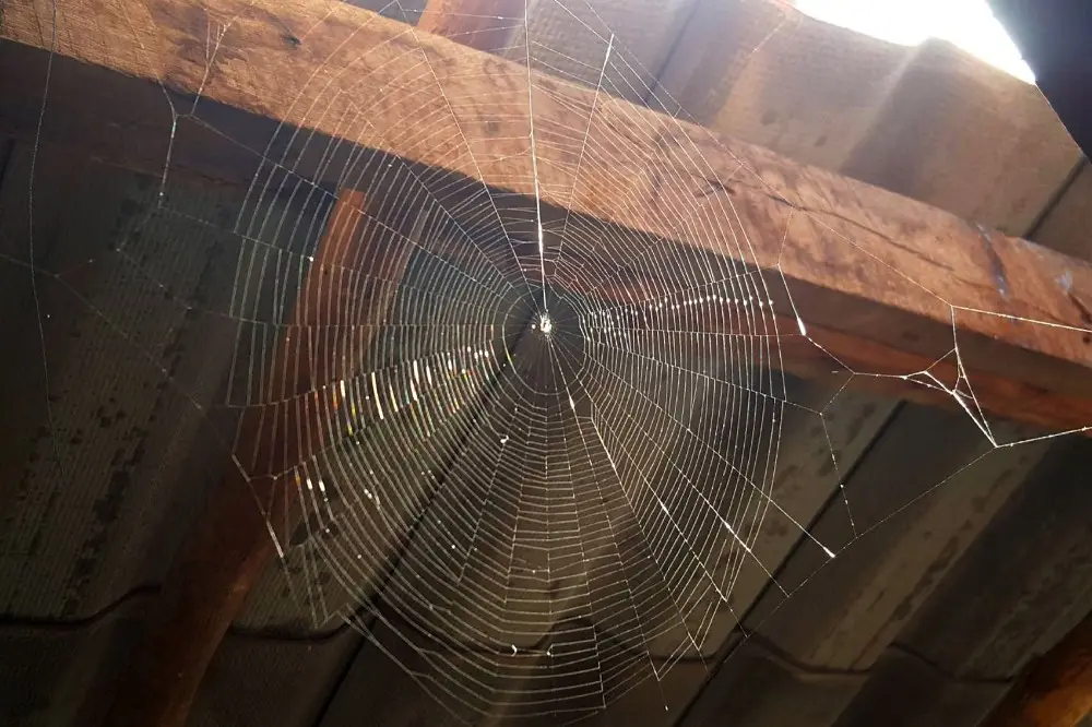 Spider web in the corner of a room