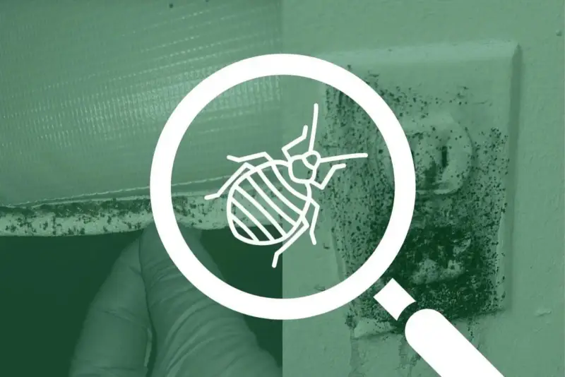 Checking a mattress seam for bed bugs