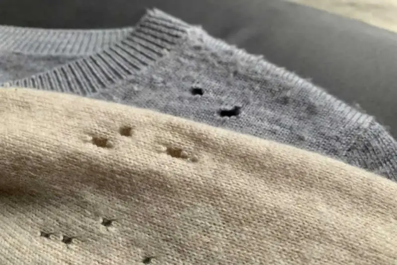 Holes in clothing caused by clothes moths