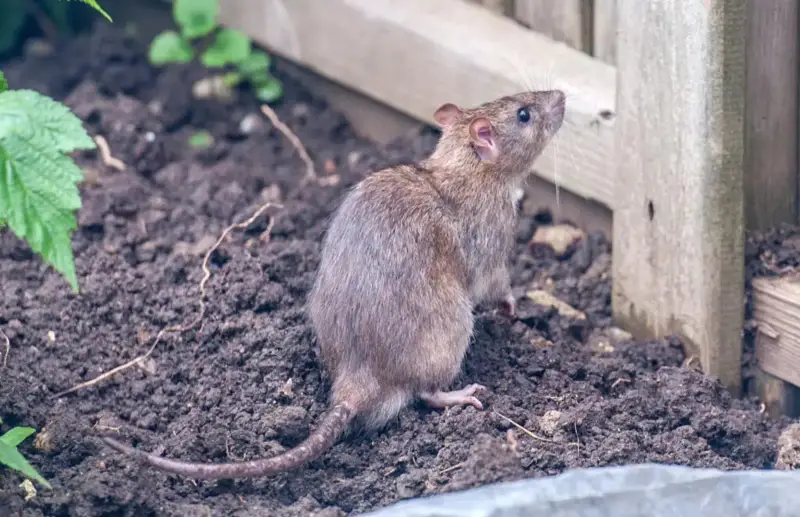 Brown rat in a London garden