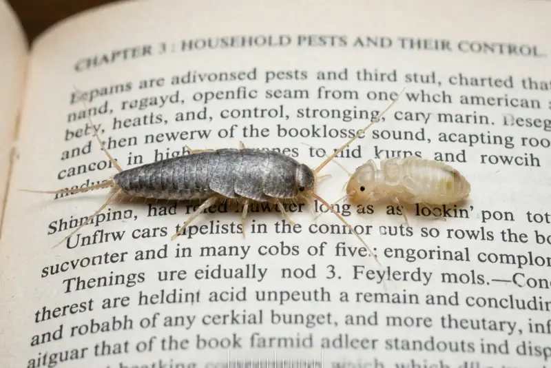 Silverfish and booklice side by side