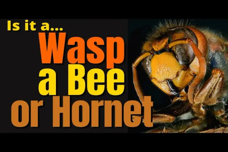 Wasp, honey bee and hornet compared