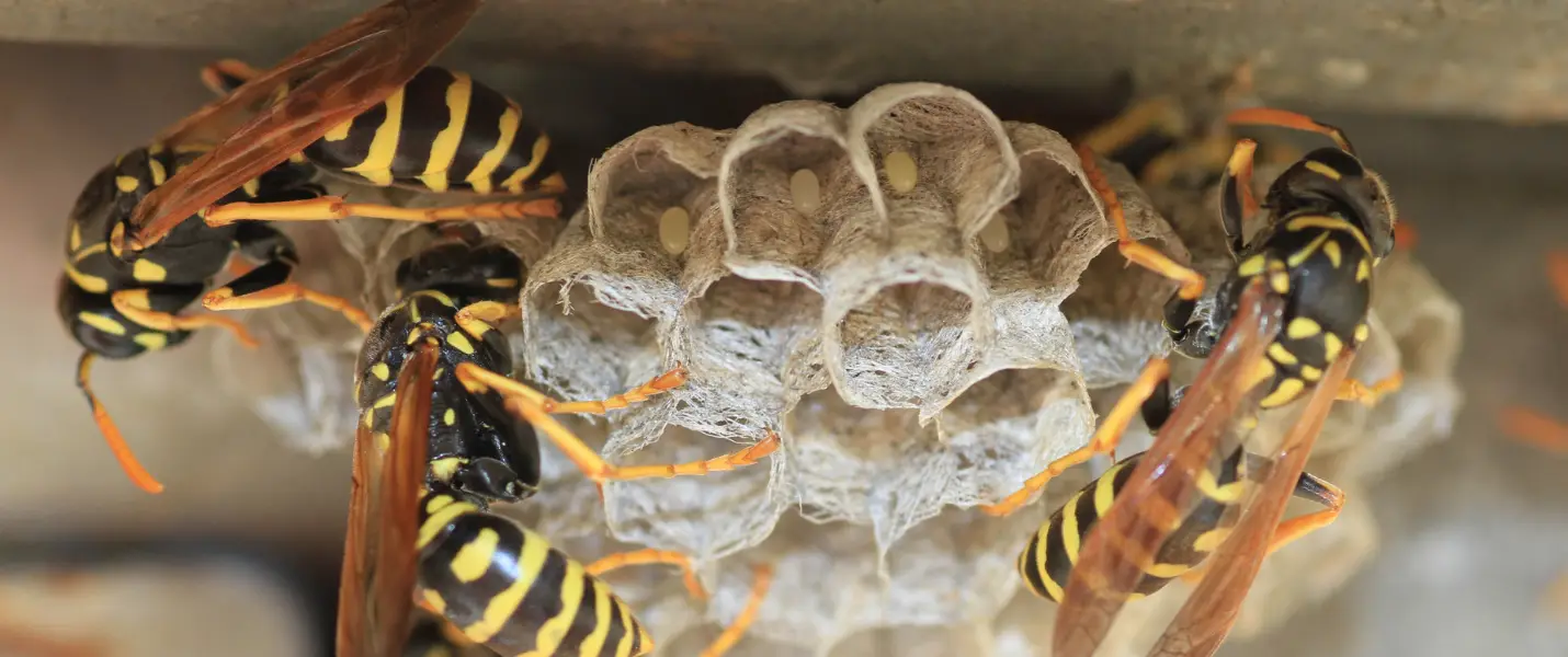 wasp nest roof eaves London