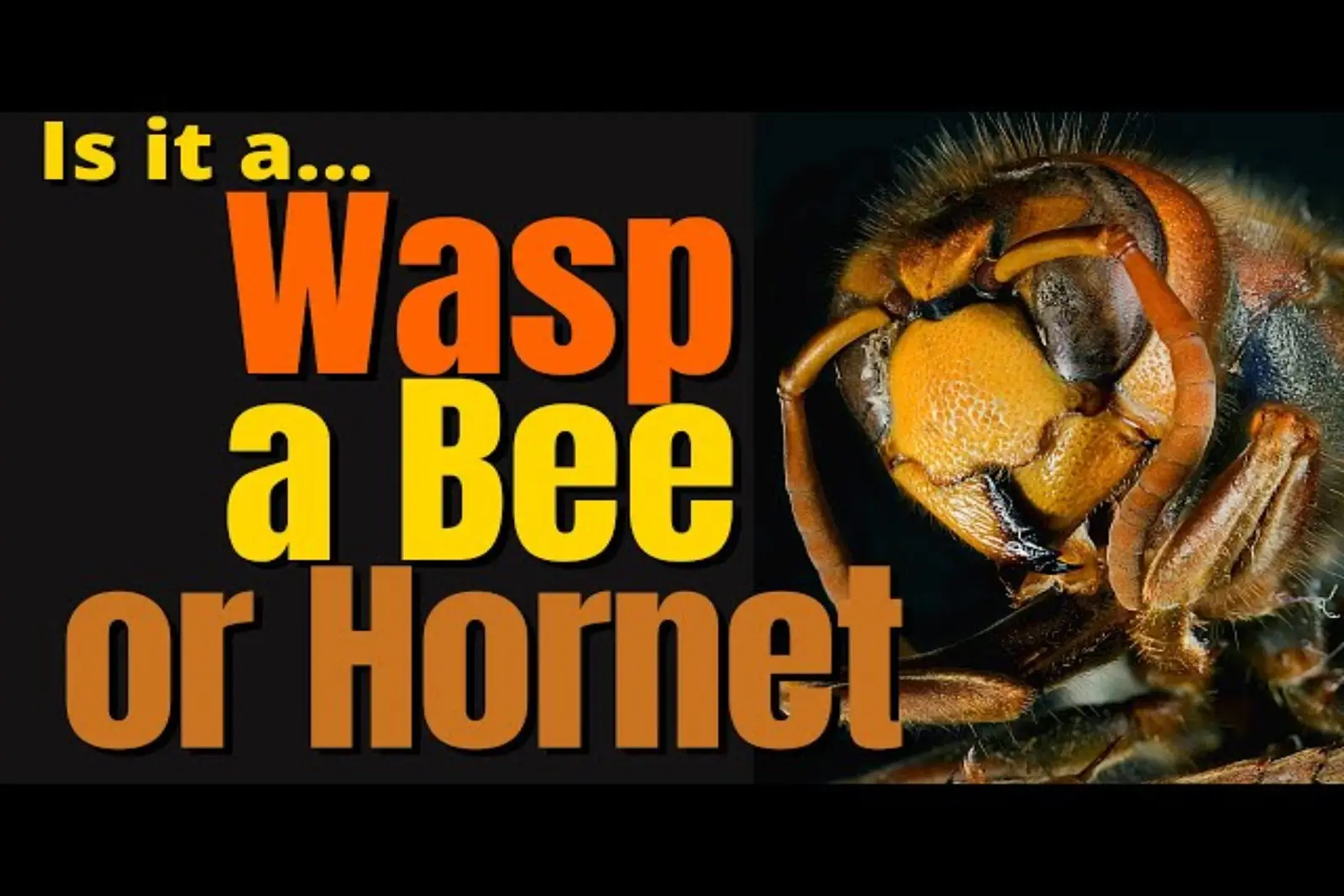 Wasp, honey bee and hornet compared