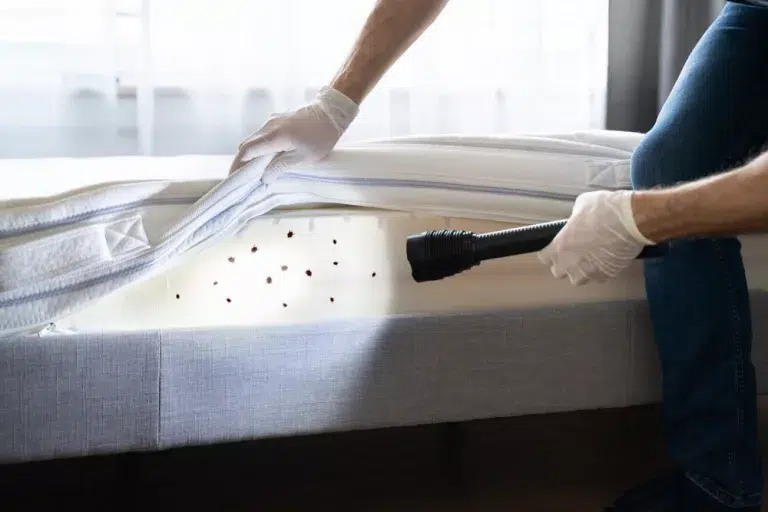 bed bug inspection London