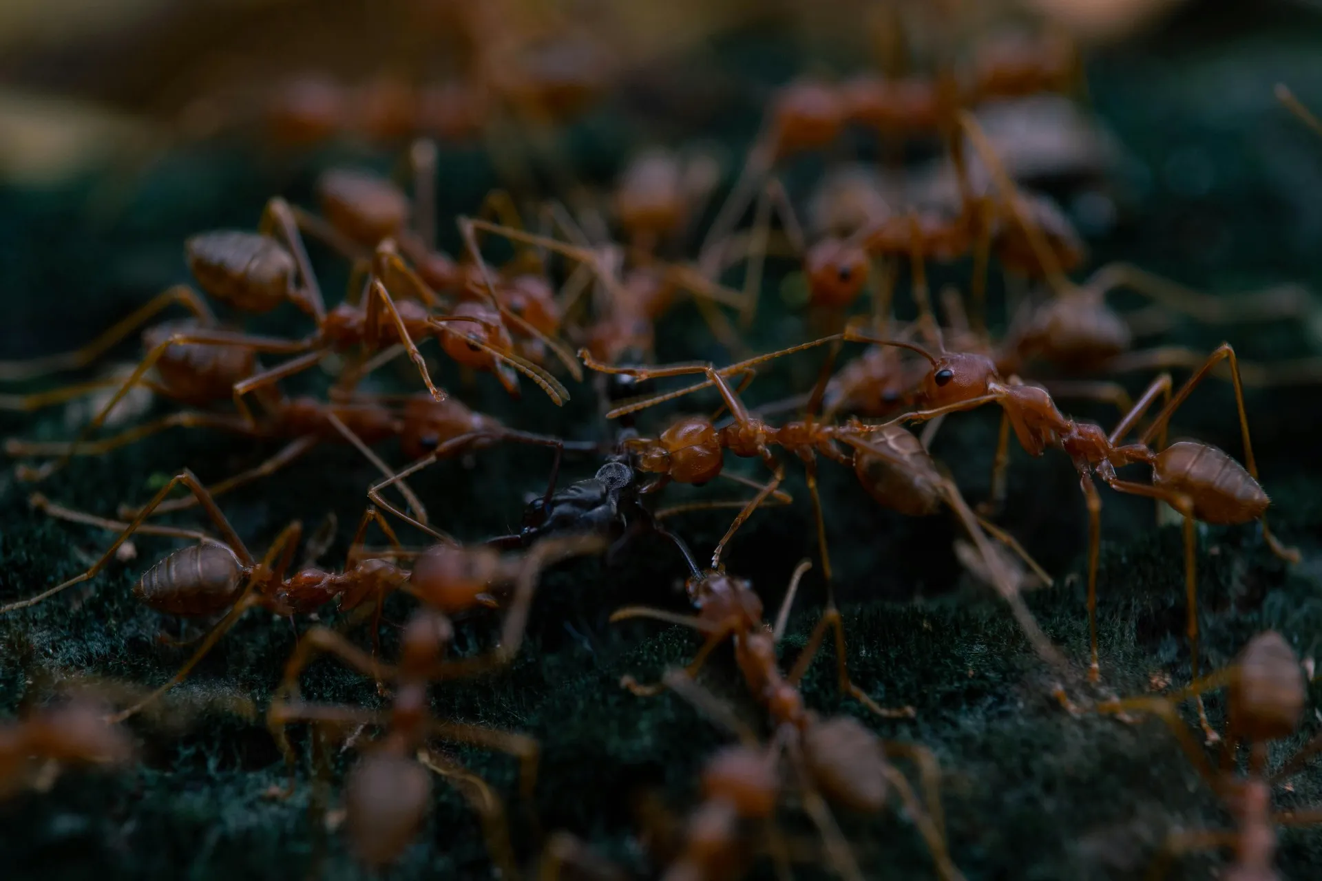 Garden Ants vs Pharaoh Ants