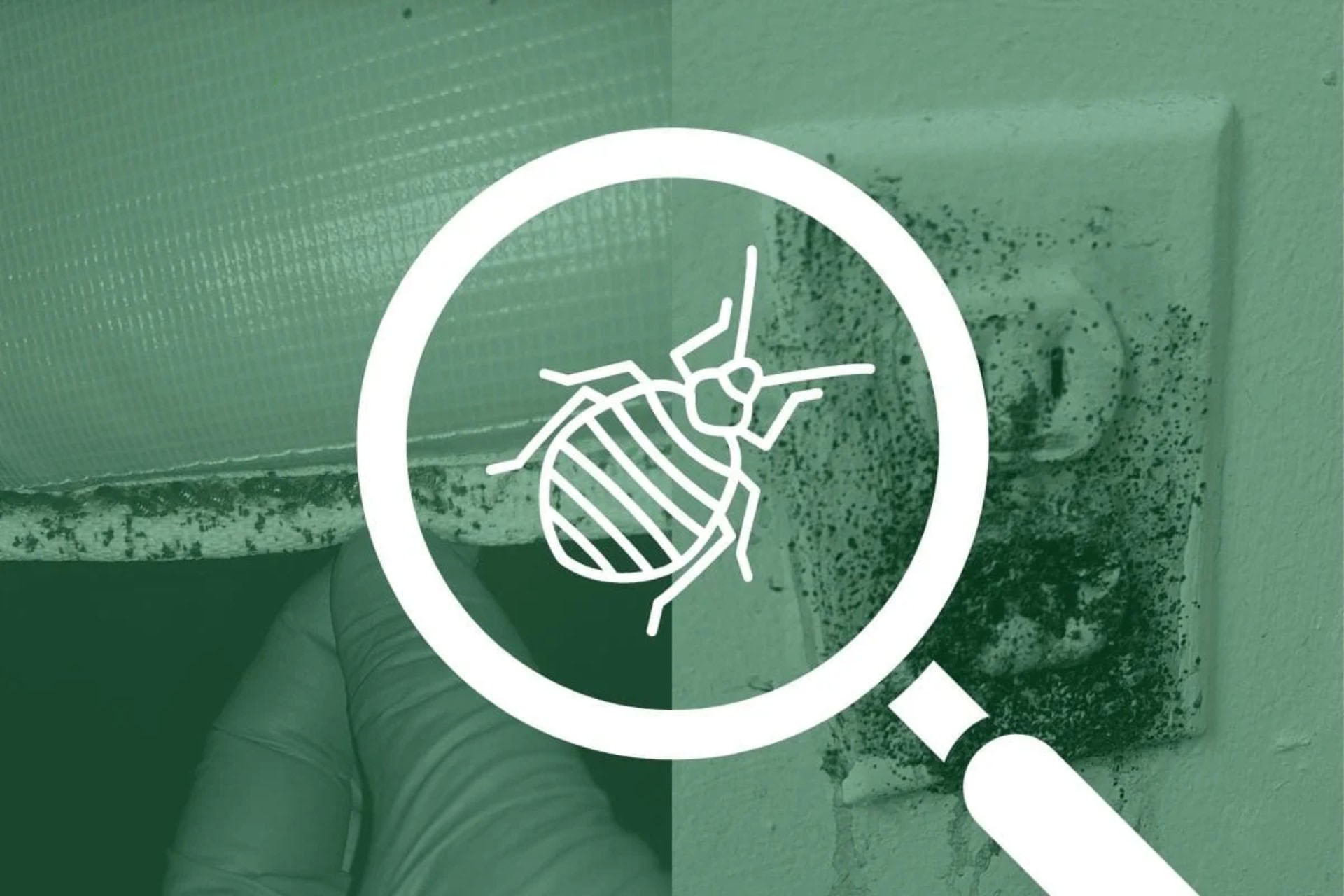 Just Got Back From a Trip? How to Check for Bed Bugs Before They Spread