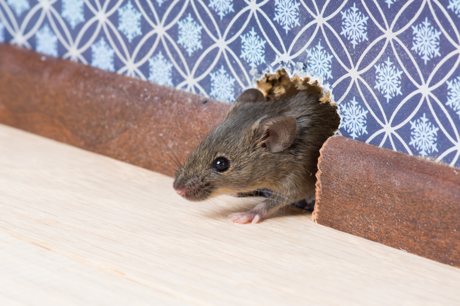 Signs of Mice in Your Home: The Complete Identification Guide