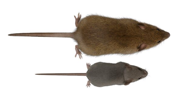 Mouse vs Rat Differences for London Homeowners Best Pest Control