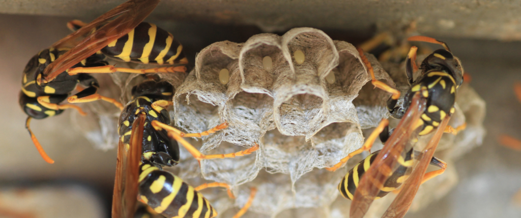 wasp nest roof eaves London