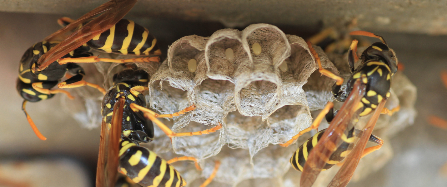 wasp nest roof eaves London