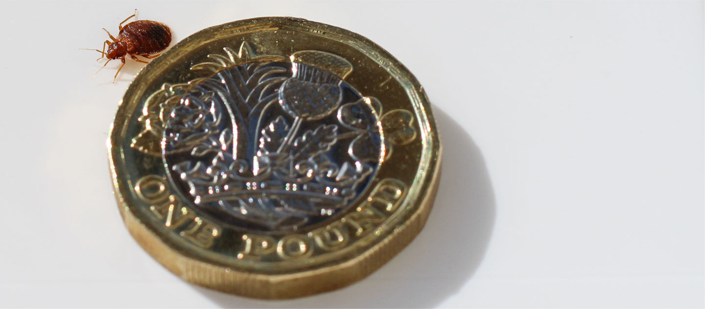 How Much Does Bed Bug Treatment Cost in London? 2026 Price Guide
