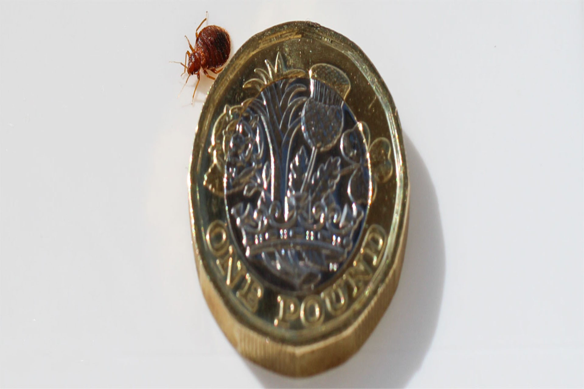 How Much Does Bed Bug Treatment Cost in London? 2026 Price Guide