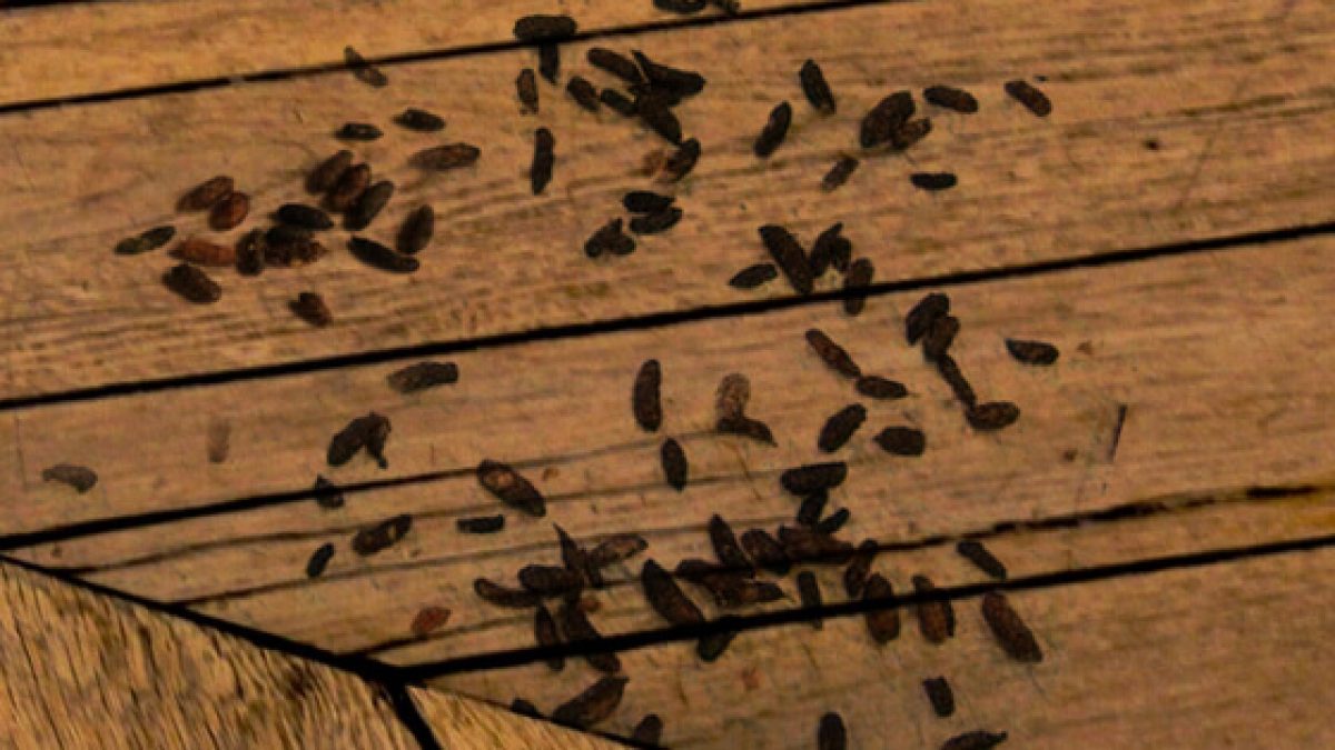 mice control London - droppings near skirting board