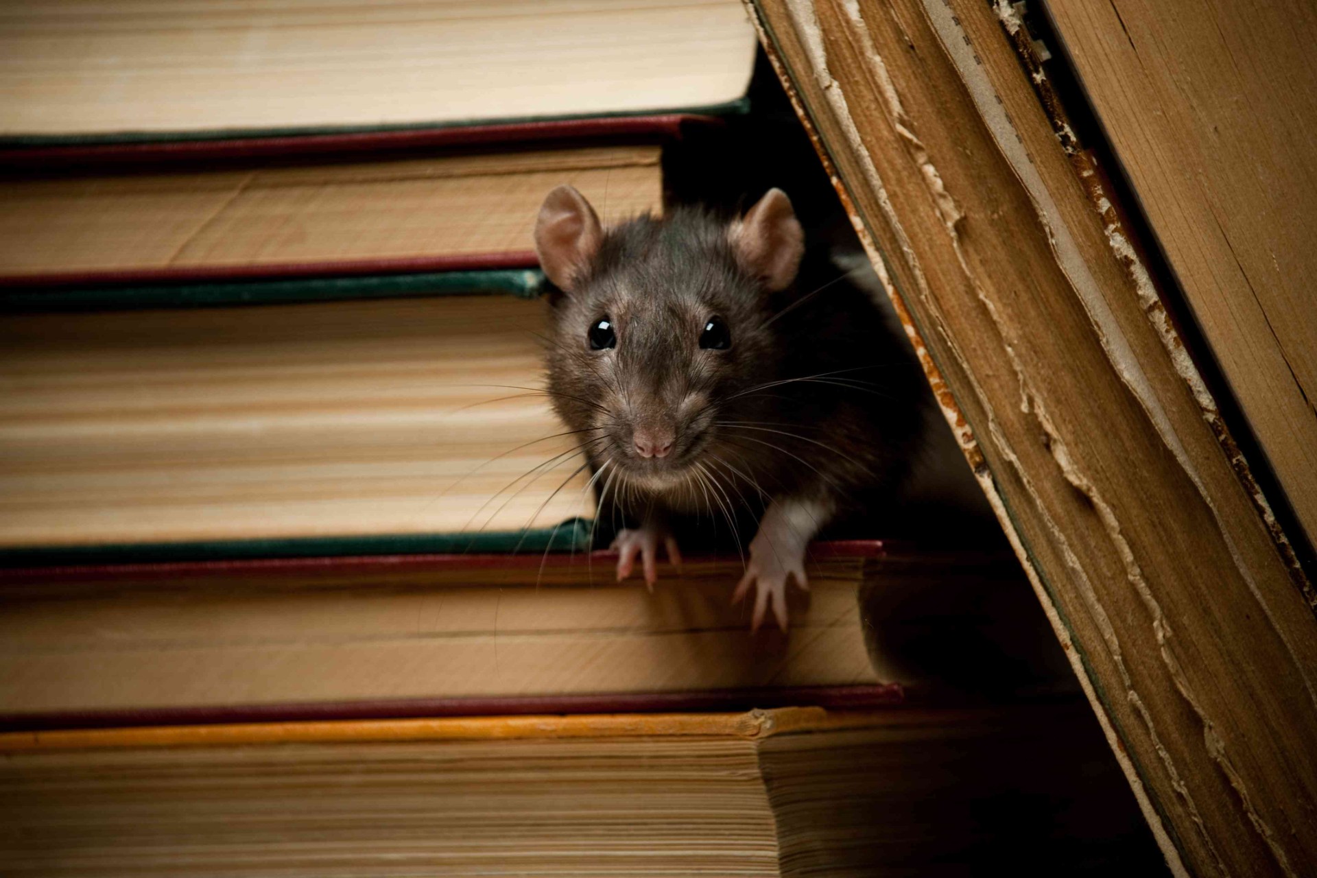Rats in Rented Flats: Landlord and Tenant Responsibilities in London