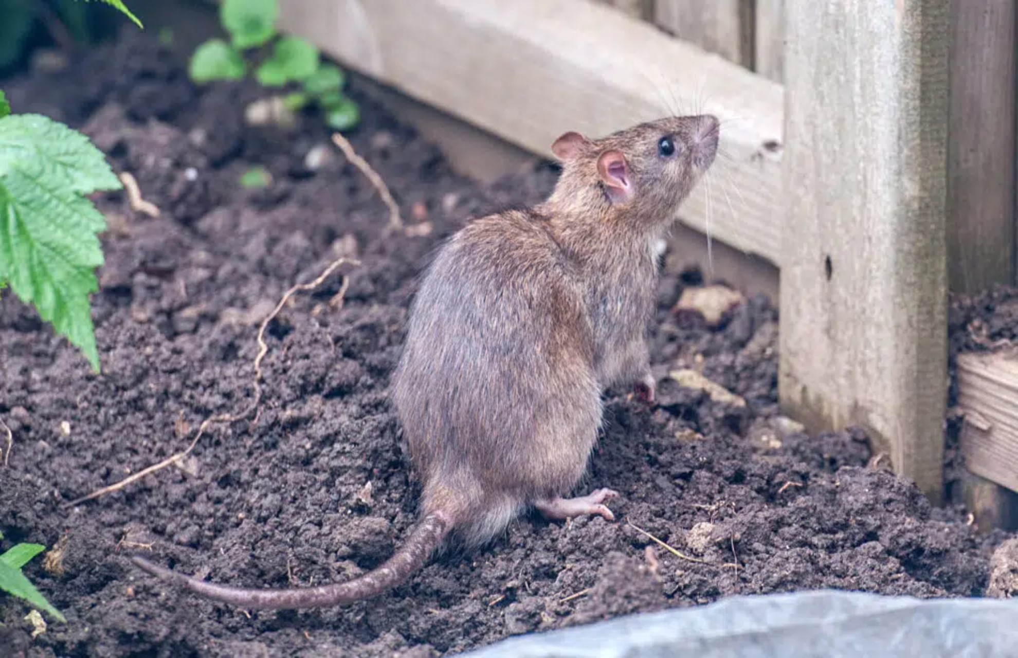 Rats in the Garden vs Indoors: What’s Actually Different