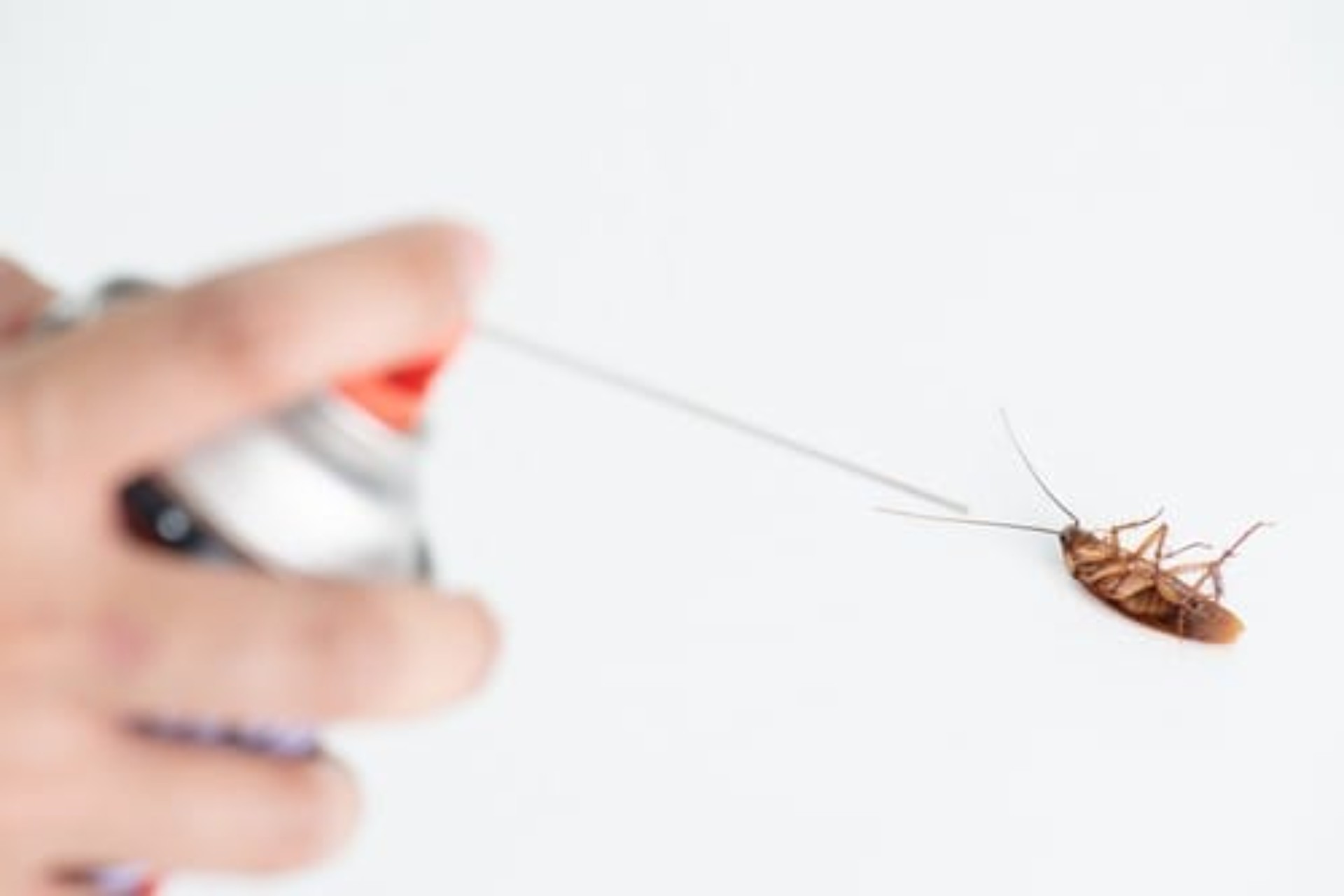 How to Get Rid of Cockroaches at Home (And Why the Last Step Is Critical)