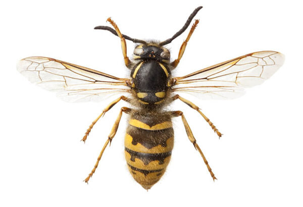common wasp identification London