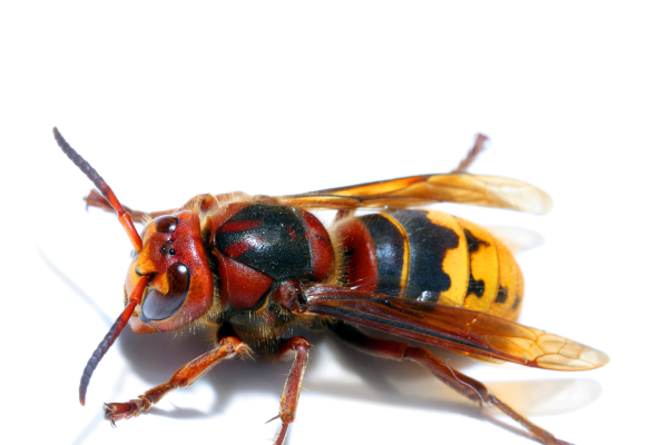 European hornet identification UK