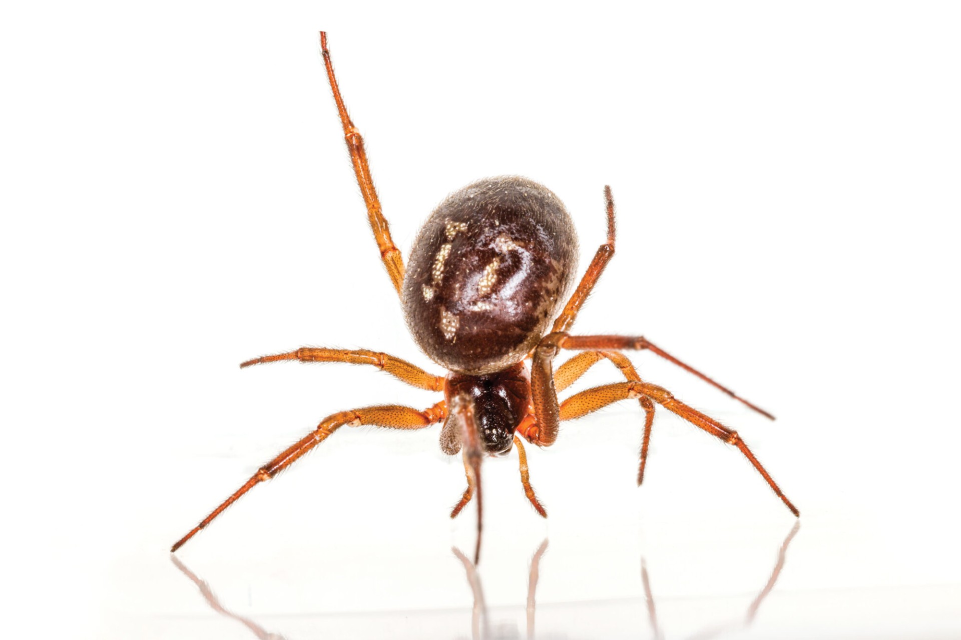 False Widow Spiders in London: Are They Actually Dangerous?
