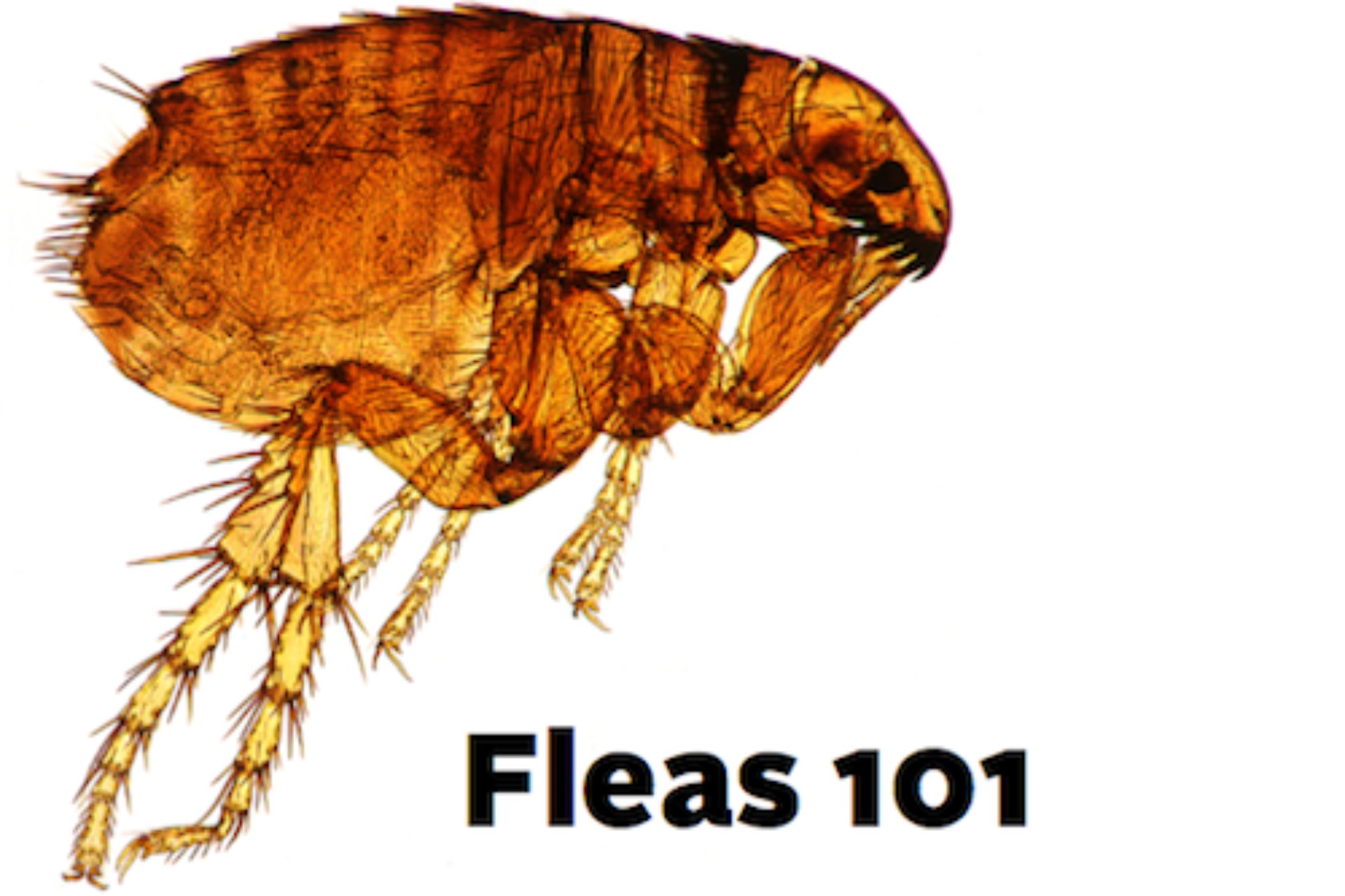 Can You Get Fleas Without Pets? The Truth for London Homes