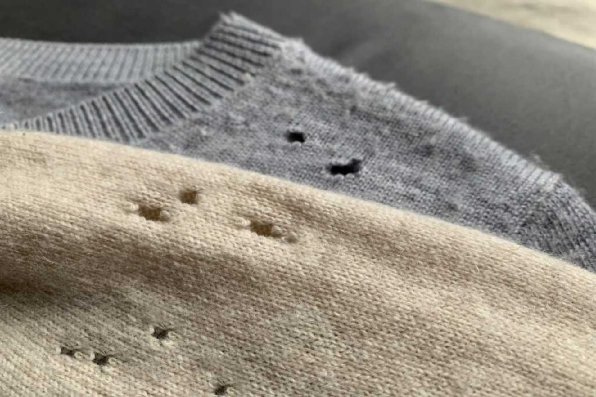 Clothes Moths in London: How to Spot an Infestation Early