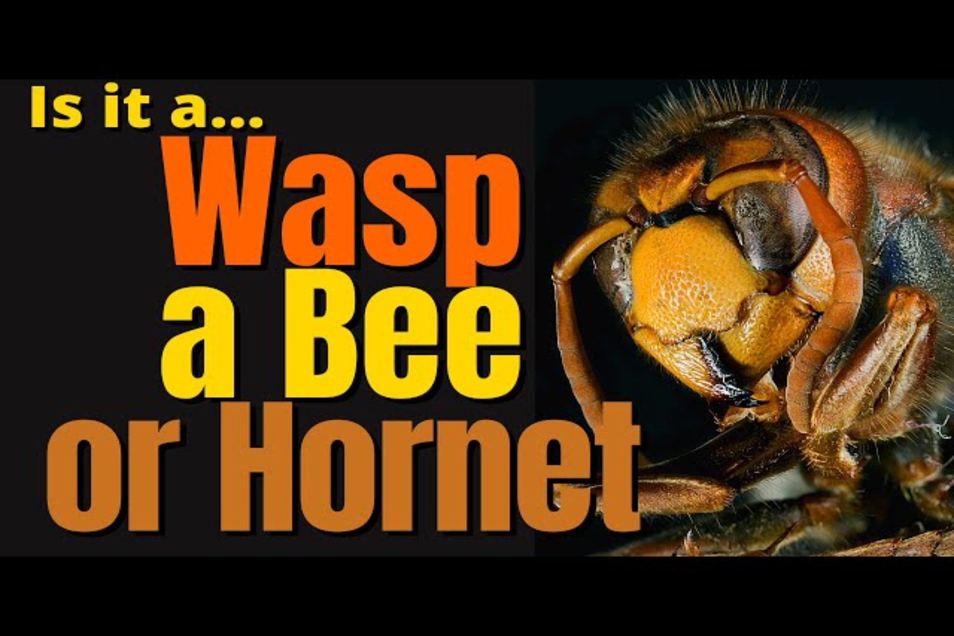 Wasps vs Bees vs Hornets: How to Tell Them Apart in London