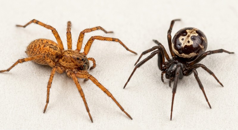 house spider vs false widow spider difference